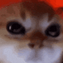 angry cat Discord emoji — free animated GIF download