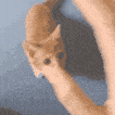 cat attack Discord emoji — free animated GIF download