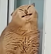 bieautyfullcat Discord emoji — free static PNG download