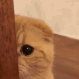sneakycat Discord emoji — free animated GIF download