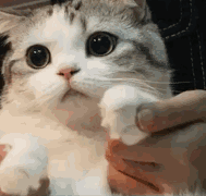 catpaws Discord emoji - free download