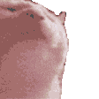 vibingkitty Discord emoji — free animated GIF download