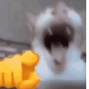 catlaugh Discord emoji — free animated GIF download