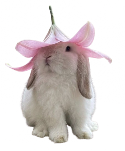 cutebunnylilyhat Discord emoji — free static PNG download
