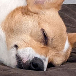 fox sleep Discord emoji — free static PNG download