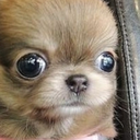staredog Discord emoji — free static PNG download
