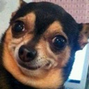 dogwtf Discord emoji — free static PNG download
