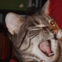 winkat Discord emoji - free download