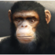 shani monke Discord emoji — free static PNG download