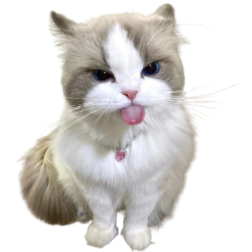 cutecattongue Discord emoji — free static PNG download