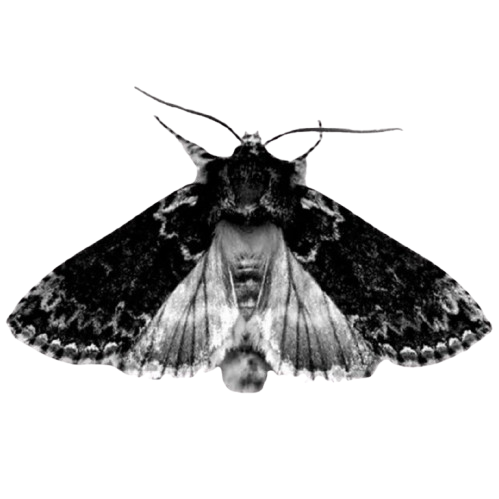 goth moth Discord emoji — free static PNG download