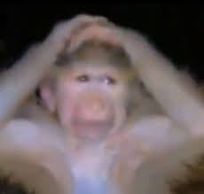 monkey hand Discord emoji — free static PNG download