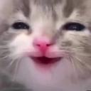 kitty happy Discord emoji — free static PNG download