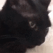kittyblep Discord emoji — free animated GIF download