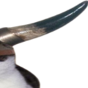 catviking3 Discord emoji - free download