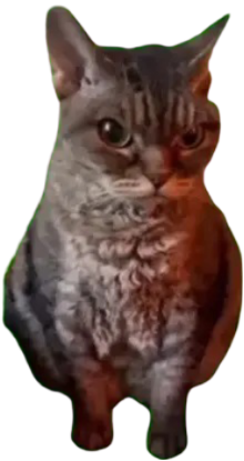 grumpy cat Discord emoji — free static PNG download
