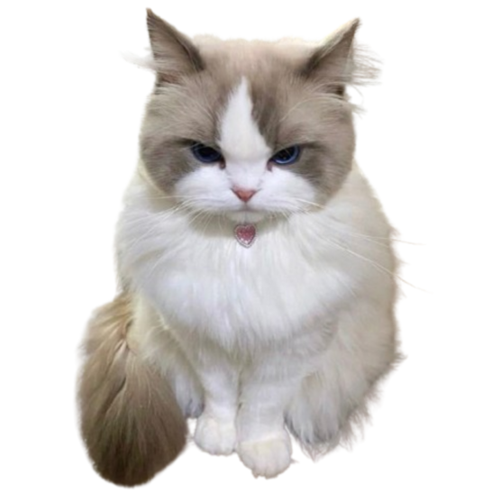 cutecattongue Discord emoji — free static PNG download