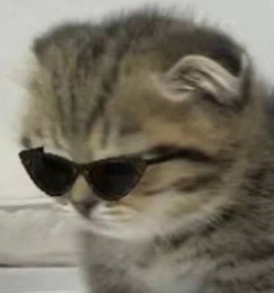 coolkitten Discord emoji — free static PNG download