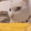 cateatingcorn Discord emoji — free animated GIF download