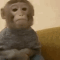 waiting monkey Discord emoji — free animated GIF download