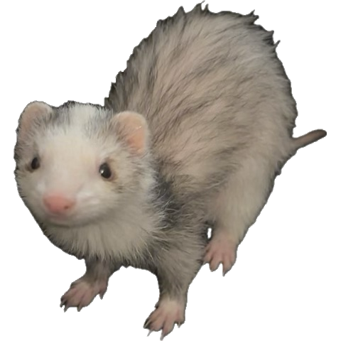 ferret Discord emoji — free static PNG download