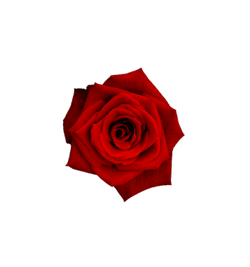red rose flower Discord emoji — free static PNG download
