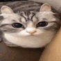 cat boom Discord emoji — free animated GIF download