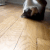 cat slide Discord emoji — free animated GIF download