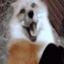 happy fox Discord emoji — free animated GIF download