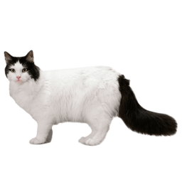 blackwhitecat Discord emoji — free static PNG download