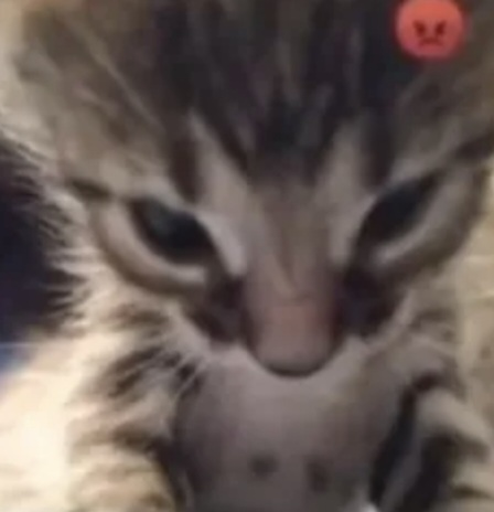 angycat Discord emoji — free static PNG download