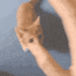 cathug Discord emoji — free animated GIF download