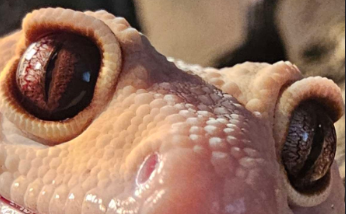 mrmangeckoeyes Discord emoji — free static PNG download