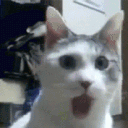 shocked cat Discord emoji — free animated GIF download