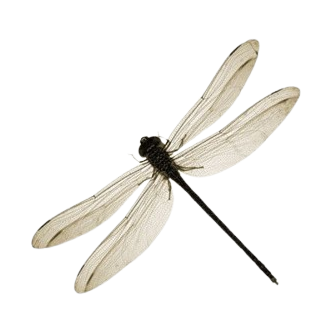 dragonfly Discord emoji — free static PNG download