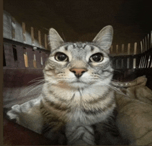 staring cat Discord emoji — free static PNG download
