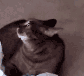 catalert Discord emoji — free animated GIF download