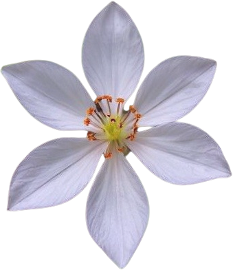 flower Discord emoji — free static PNG download