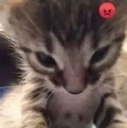 catangry Discord emoji - free download