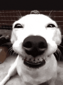 goodboy Discord emoji — free animated GIF download