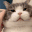 cutecat Discord emoji — free animated GIF download