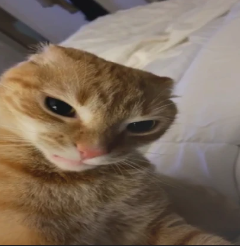 angrycat Discord emoji — free static PNG download
