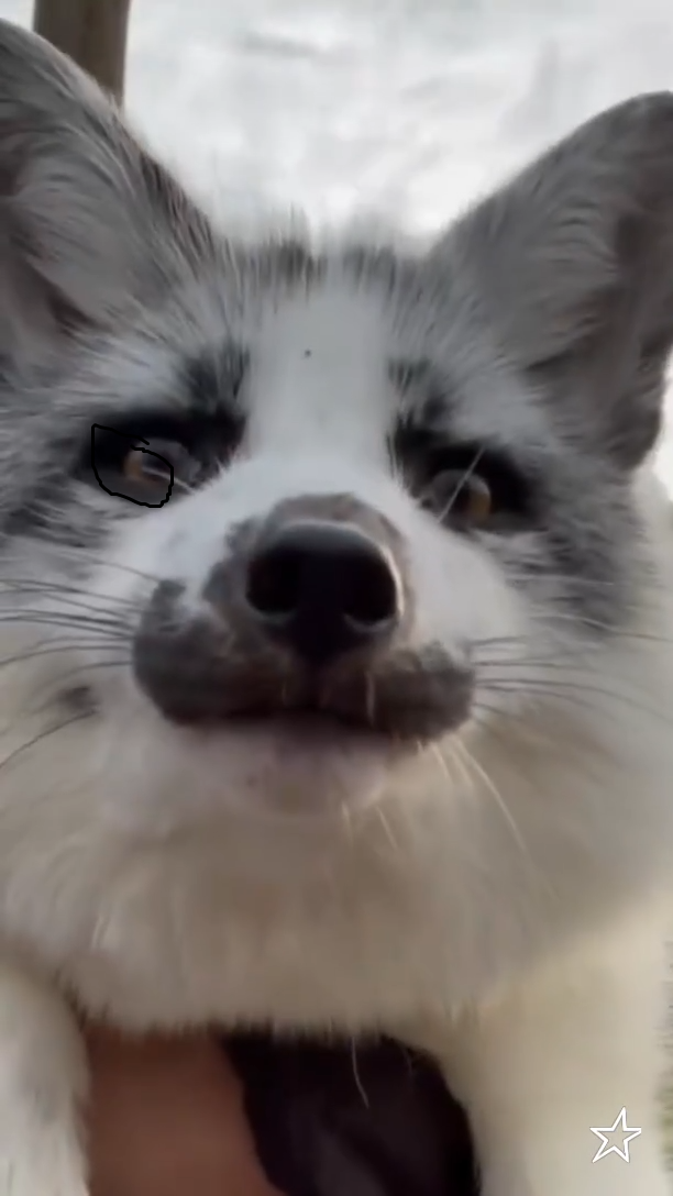 fox Discord emoji — free static PNG download