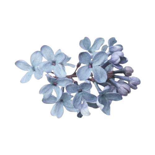 blueflowers Discord emoji — free static PNG download