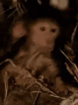 im cooked monkey Discord emoji — free animated GIF download