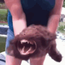 dawg Discord emoji — free animated GIF download