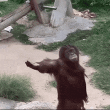 come here monkey Discord emoji — free animated GIF download