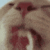 kitty lick Discord emoji — free animated GIF download