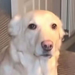 confused dog1 Discord emoji — free static PNG download