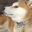 dogeweird Discord emoji — free animated GIF download